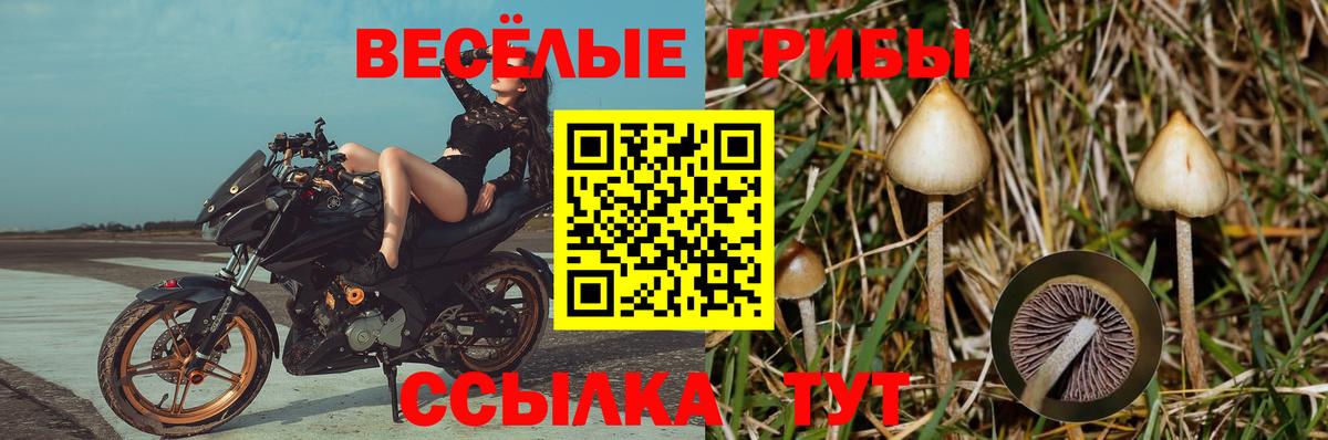Саки  Псилоцибиновые грибы Cubensis  Галлюциногенные грибы Psilocybe  Вход с VPN 